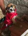 Bebês