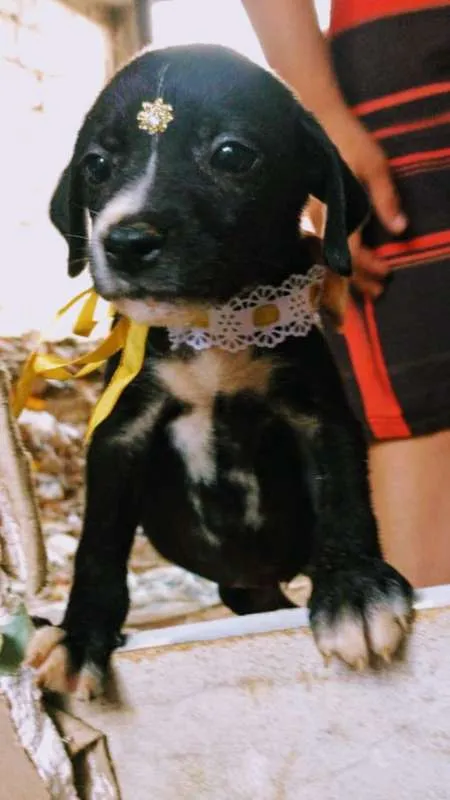 Cachorro ra a SRD idade Abaixo de 2 meses nome Bebês