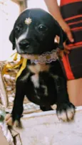 Bebês