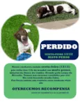 ricardo