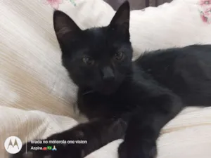 Gato raça Vira lata  idade 2 a 6 meses nome Amora 