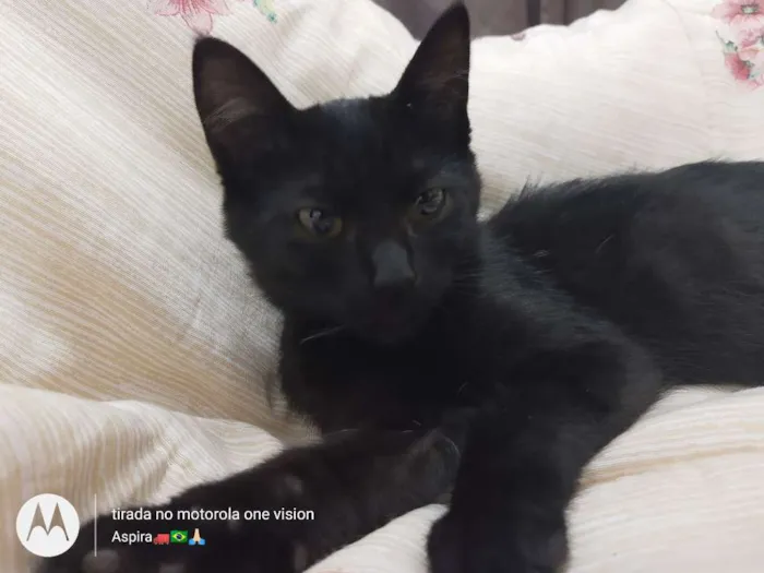 Gato ra a Vira lata  idade 2 a 6 meses nome Amora 
