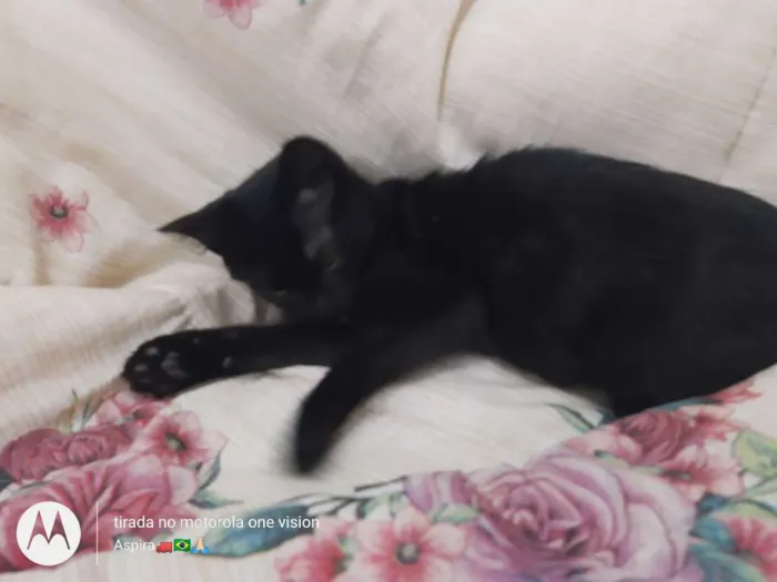 Gato ra a Vira lata  idade 2 a 6 meses nome Amora 