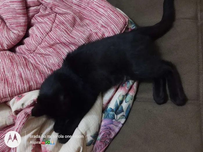 Gato ra a Vira lata  idade 2 a 6 meses nome Amora 