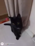 Amora