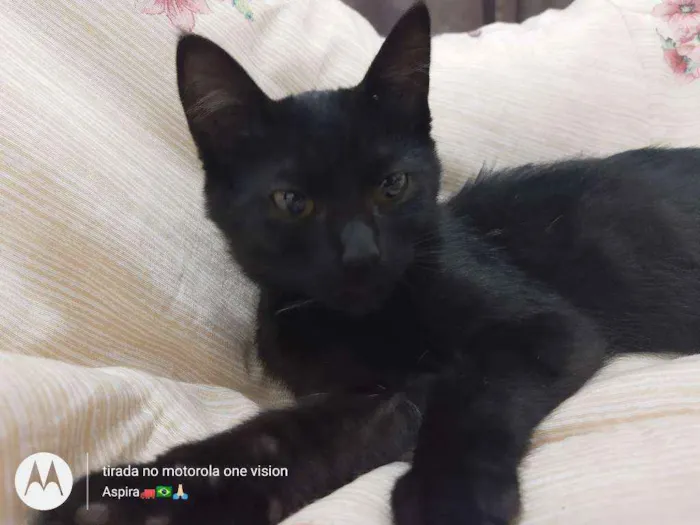 Gato ra a Vira lata  idade 2 a 6 meses nome Amora 