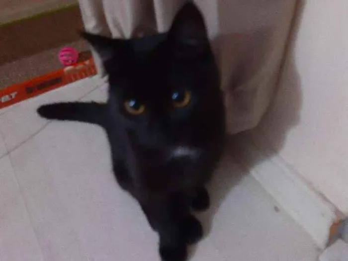 Gato ra a Vira lata  idade 2 a 6 meses nome Amora 