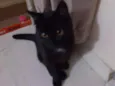 Amora