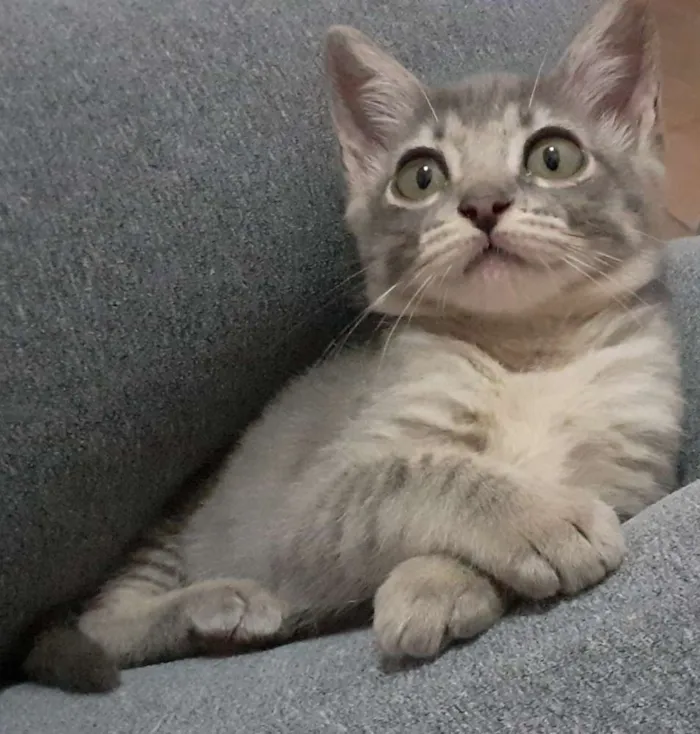 Gato ra a Srd idade 2 a 6 meses nome Logan e Mingau 