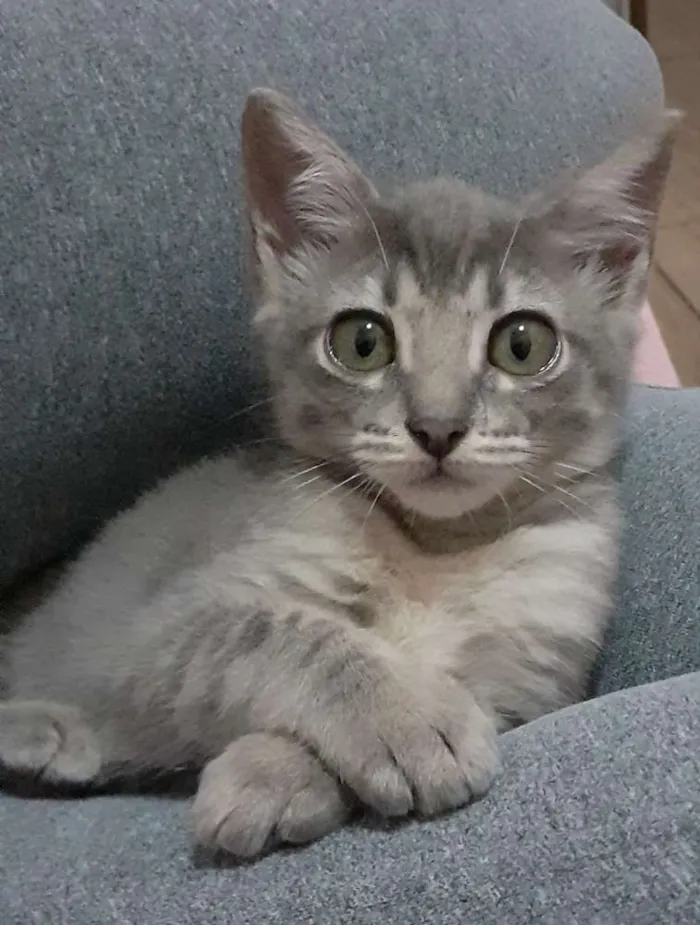 Gato ra a Srd idade 2 a 6 meses nome Logan e Mingau 