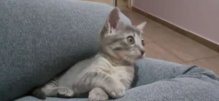 Gato ra a Srd idade 2 a 6 meses nome Logan e Mingau 