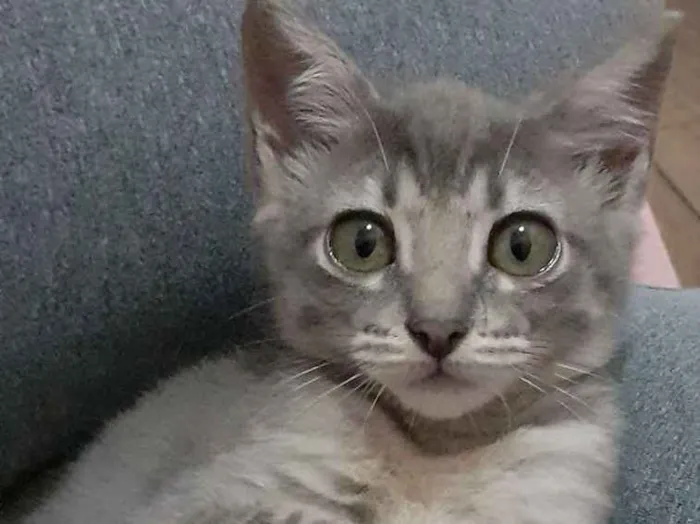 Gato ra a Srd idade 2 a 6 meses nome Logan e Mingau 