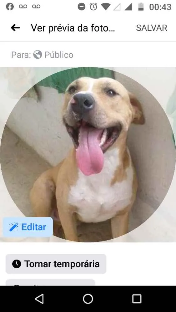 Cachorro raça Pitbull idade 5 anos nome Hulk