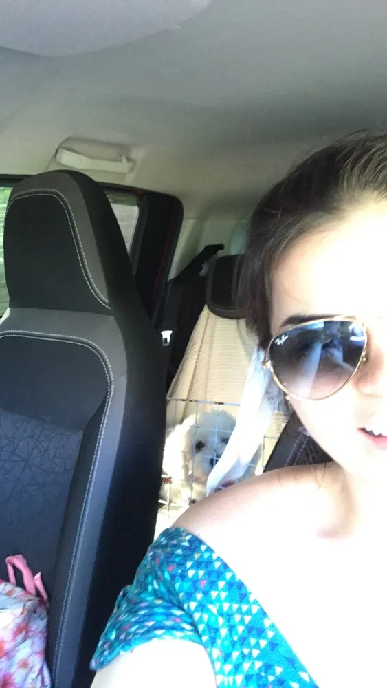 Cachorro ra a Poodle idade 7 a 11 meses nome Branco