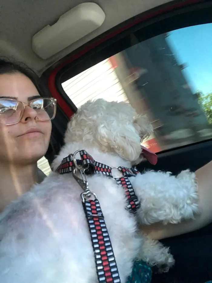 Cachorro ra a Poodle idade 7 a 11 meses nome Branco