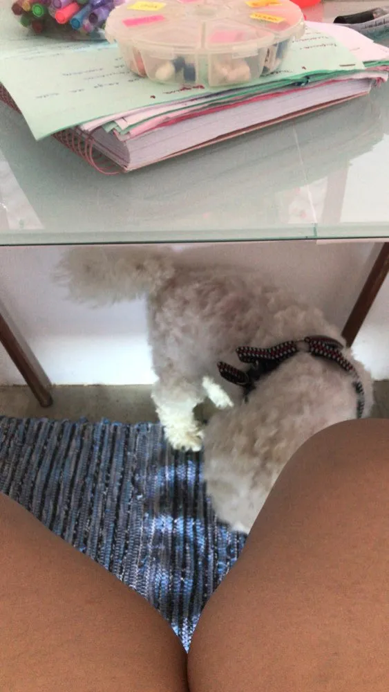 Cachorro ra a Poodle idade 7 a 11 meses nome Branco
