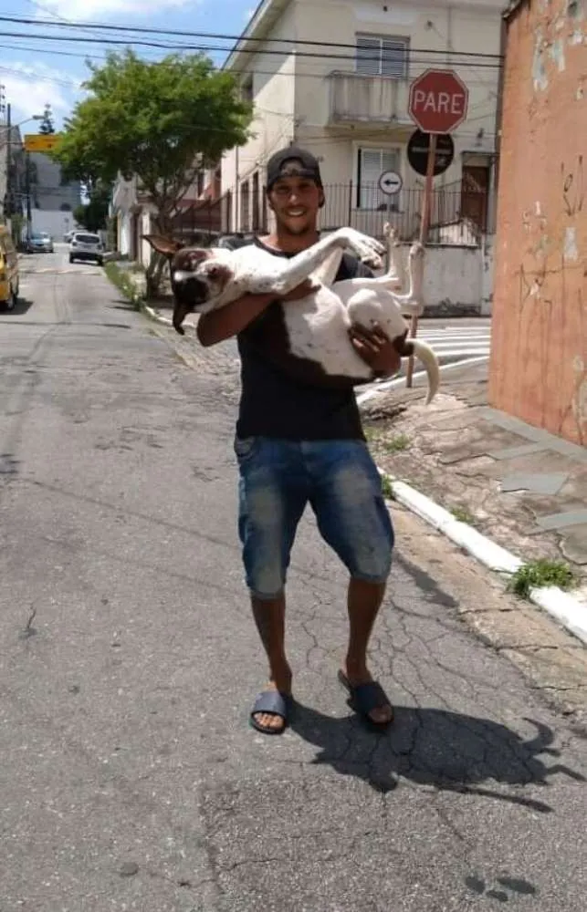 Cachorro ra a Não definida idade 2 anos nome Woody