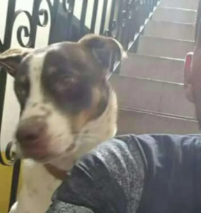 Cachorro ra a Não definida idade 2 anos nome Woody