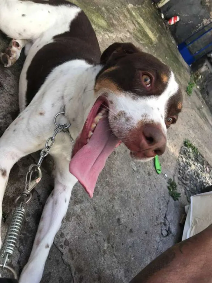 Cachorro ra a Não definida idade 2 anos nome Woody