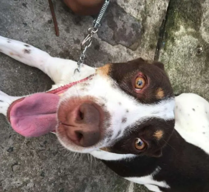 Cachorro ra a Não definida idade 2 anos nome Woody