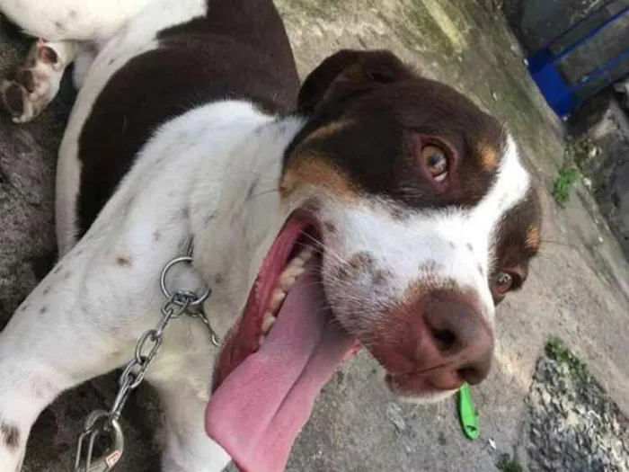 Cachorro ra a Não definida idade 2 anos nome Woody