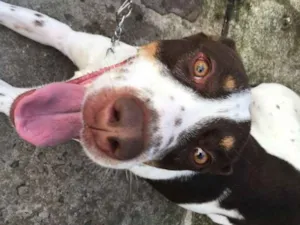 Cachorro raça Não definida idade 2 anos nome Woody