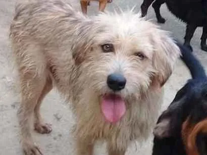 Cachorro ra a srd idade 1 ano nome Lucky