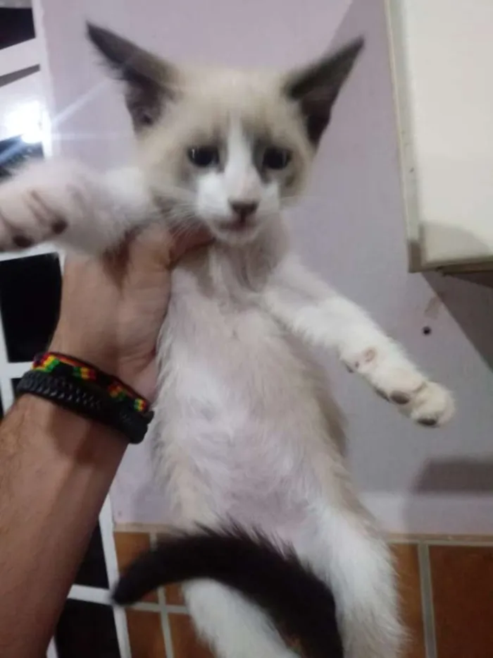 Gato ra a Sem raça definida idade Abaixo de 2 meses nome Sem nome definido 