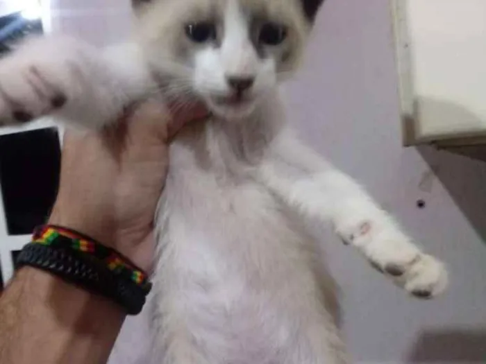 Gato ra a Sem raça definida idade Abaixo de 2 meses nome Sem nome definido 