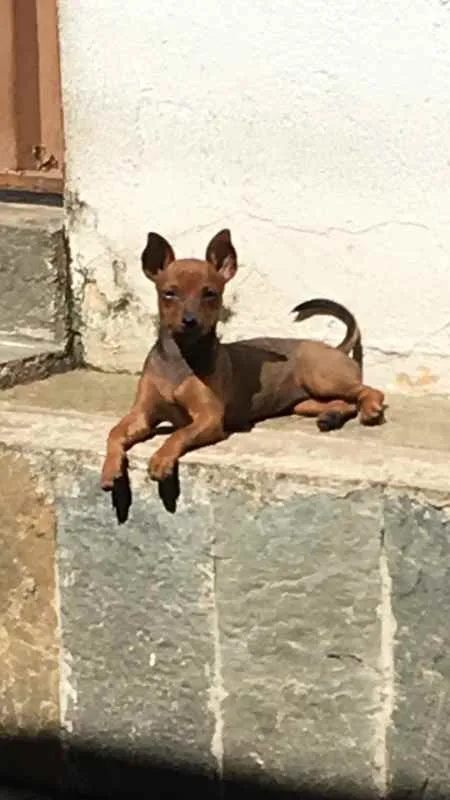 Cachorro ra a Pinscher idade 1 ano nome Antonieta GRATIFICA