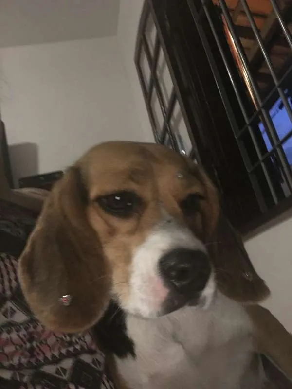 Cachorro ra a Beagle idade 2 anos nome Ária GRATIFICA