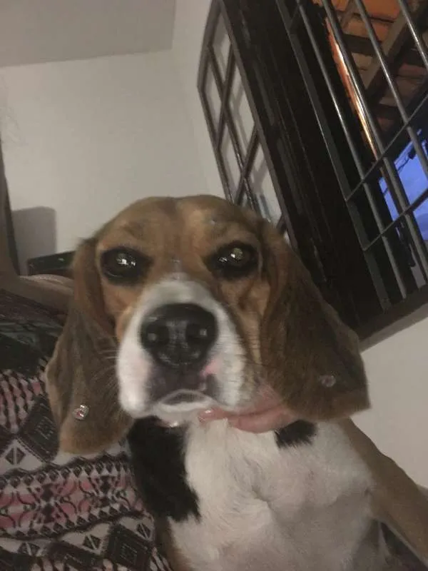 Cachorro ra a Beagle idade 2 anos nome Ária GRATIFICA