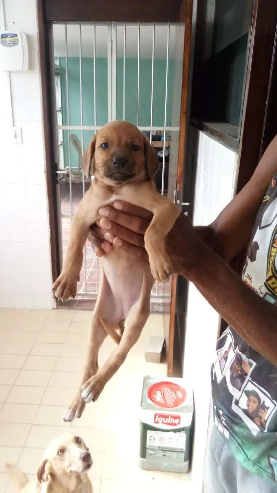 Cachorro raça Mestiço  idade Abaixo de 2 meses nome 1 e 2