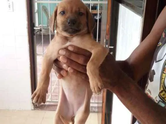 Cachorro raça Mestiço  idade Abaixo de 2 meses nome 1 e 2