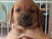 Cachorro raça Mestiço  idade Abaixo de 2 meses nome 1 e 2