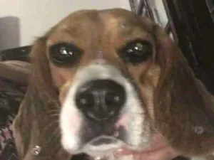 Cachorro raça Beagle idade 2 anos nome Ária GRATIFICA