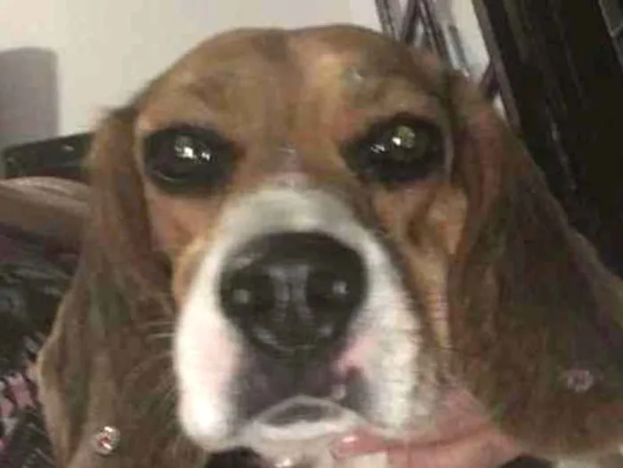 Cachorro ra a Beagle idade 2 anos nome Ária GRATIFICA