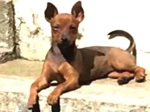Cachorro raça Pinscher idade 1 ano nome Antonieta GRATIFICA