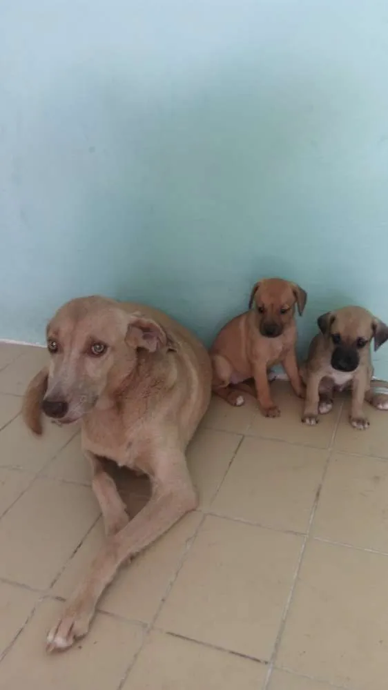Cachorro raça Mestiço  idade Abaixo de 2 meses nome 1 e 2