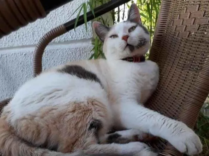 Gato ra a Sem raça idade 6 ou mais anos nome Bis