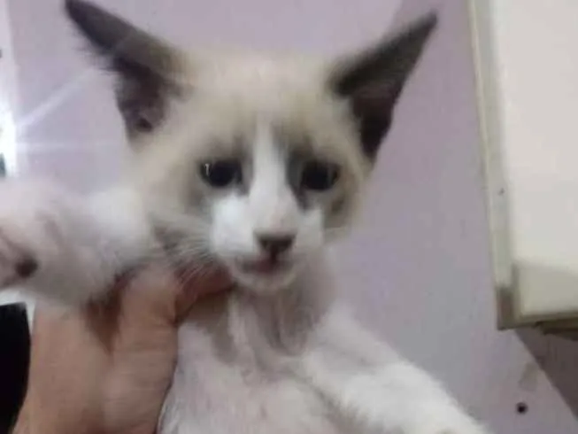 Gato ra a Sem raça definida idade Abaixo de 2 meses nome Sem nome definido 