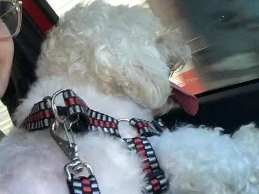 Cachorro ra a Poodle idade 7 a 11 meses nome Branco