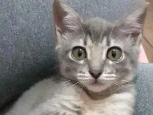 Gato raça Srd idade 2 a 6 meses nome Logan e Mingau 