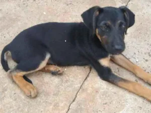 Cachorro raça SRD idade 2 a 6 meses nome Mario - Filhote