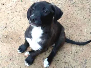 Cachorro raça SRD idade 2 a 6 meses nome Thomas - Filhote