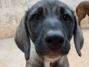 Cachorro raça SRD idade 2 a 6 meses nome Luigi - Filhote