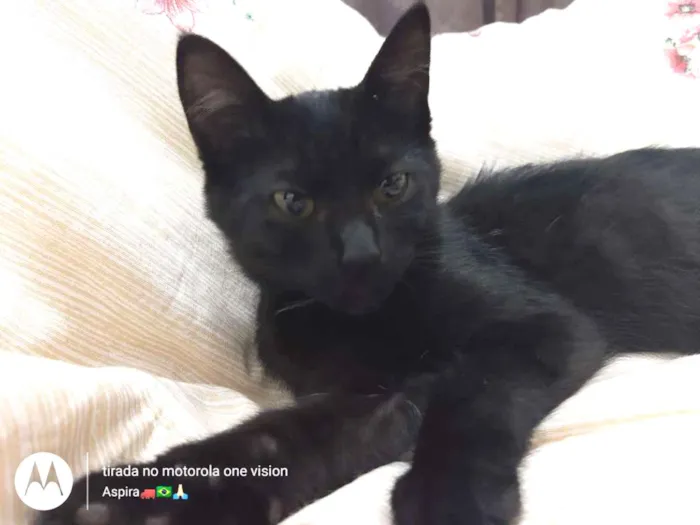 Gato ra a Vira lata  idade 2 a 6 meses nome Amora 