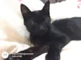 Amora
