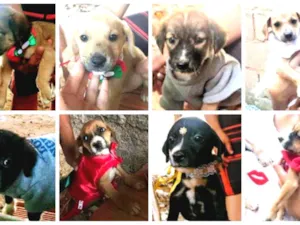 Cachorro raça SRD idade Abaixo de 2 meses nome Bebês