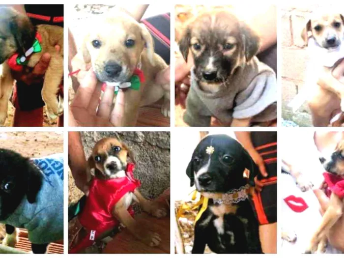 Cachorro ra a SRD idade Abaixo de 2 meses nome Bebês